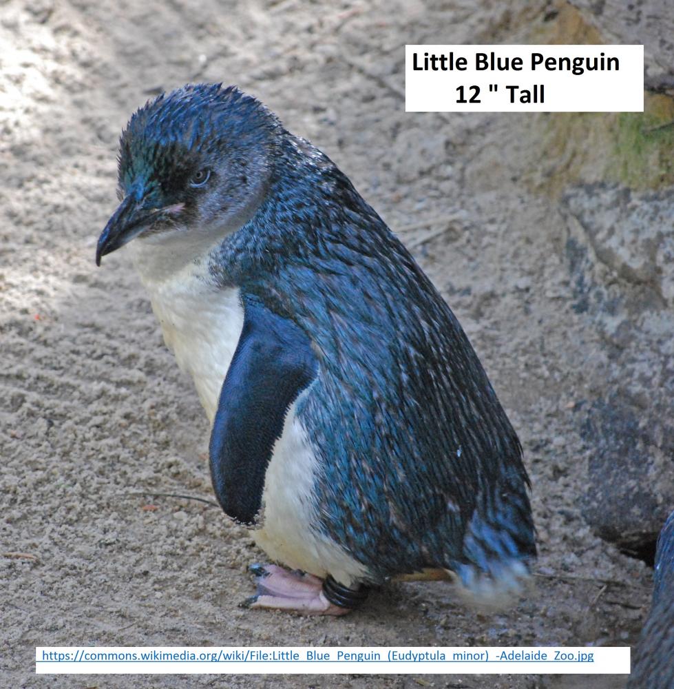 Little Blue Penguin